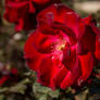 Resplendent in red