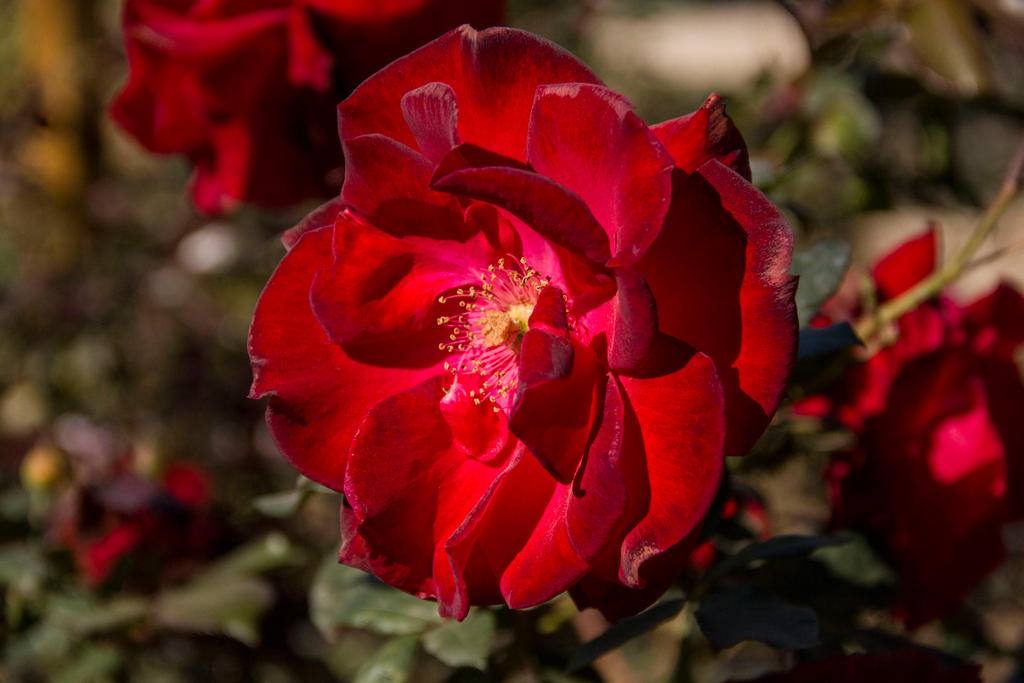 Resplendent in red