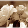 Roses in sepia