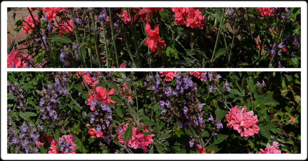 Geranium And Sage