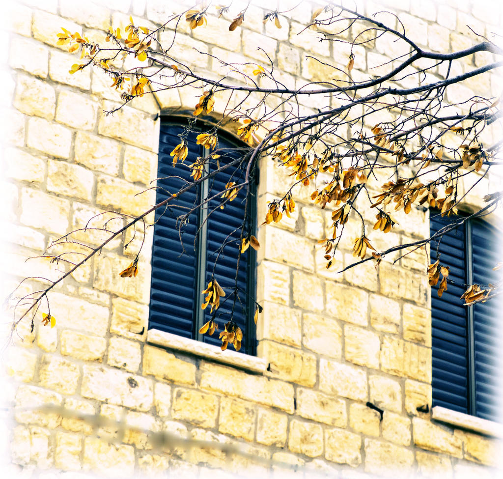 Leaves and windows