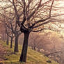 Trees in the fog