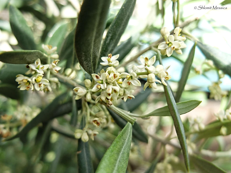 Olive tree blossoms