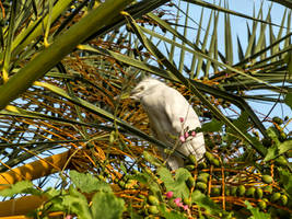 Young egret