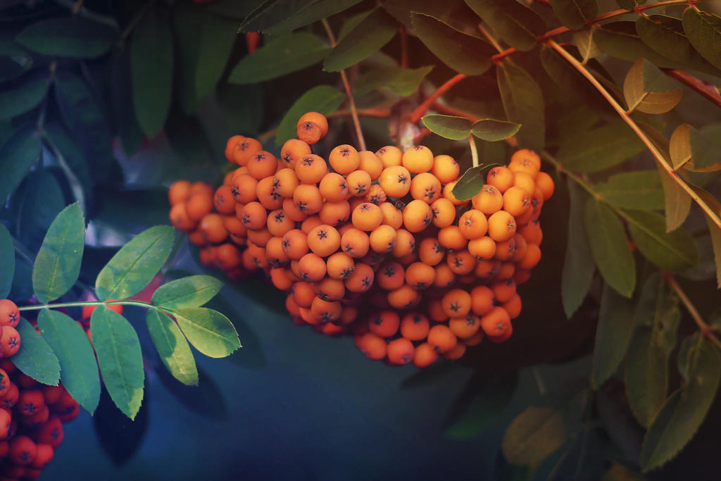 Rowanberry