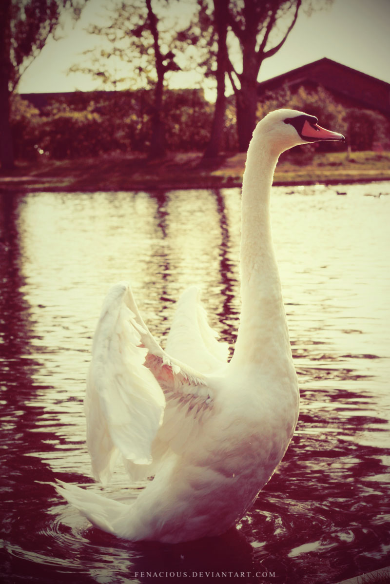 Swan