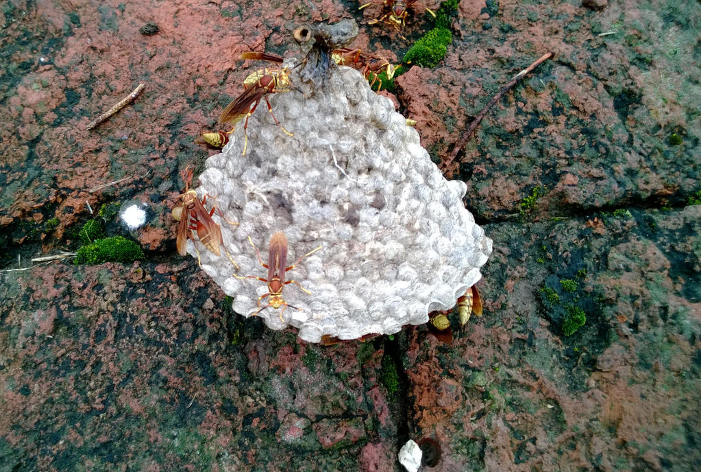 Wasp Nest Lying on the Cementery Floor