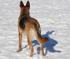 Snow Dog 49