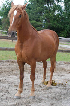 TWH Gelding 1