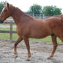 TWH Gelding 3