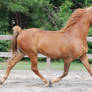 TWH Gelding 47