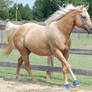 Palomino Gelding 19