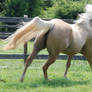 Palomino Gelding 24