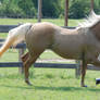 Palomino Gelding 36