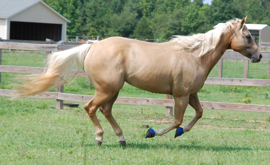 Palomino Gelding 47