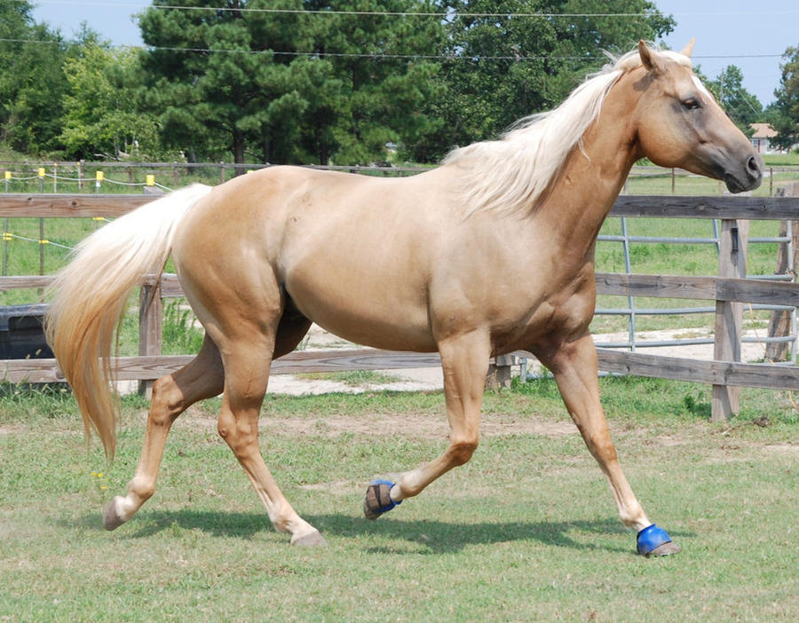 Palomino Gelding 73