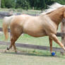 Palomino Gelding 82