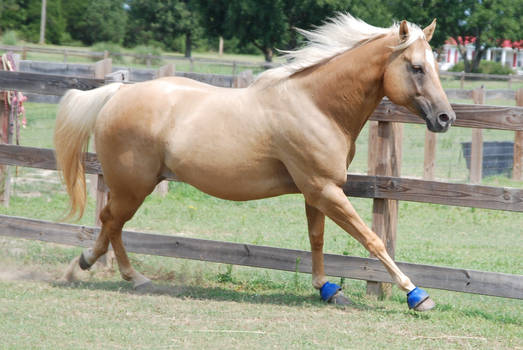 Palomino Gelding 82