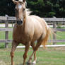 Palomino Gelding 116