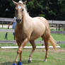 Palomino Gelding 117