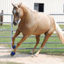 Palomino Gelding 125