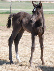 Nurse Mare Foals 11