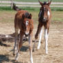 Nurse Mare Foals 35