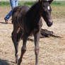 Nurse Mare Foals 36