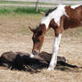 Nurse Mare Foals 46