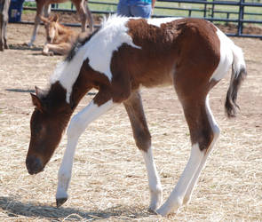 Nurse Mare Foals 56