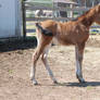 Nurse Mare Foals 108