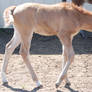 Nurse Mare Foals 136