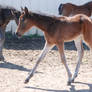 Nurse Mare Foals 144