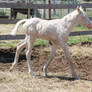 Nurse Mare Foals 153