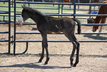 Nurse Mare Foals 154