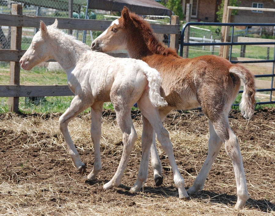 Nurse Mare Foals 155