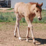 Nurse Mare Foals 174