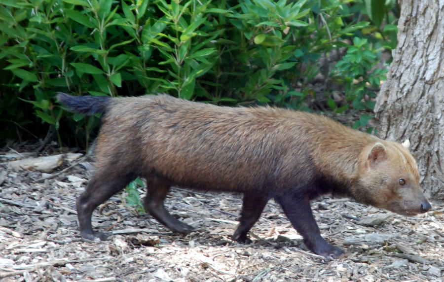 Speothos venaticus : Bush Dog 015 by lumibear on DeviantArt