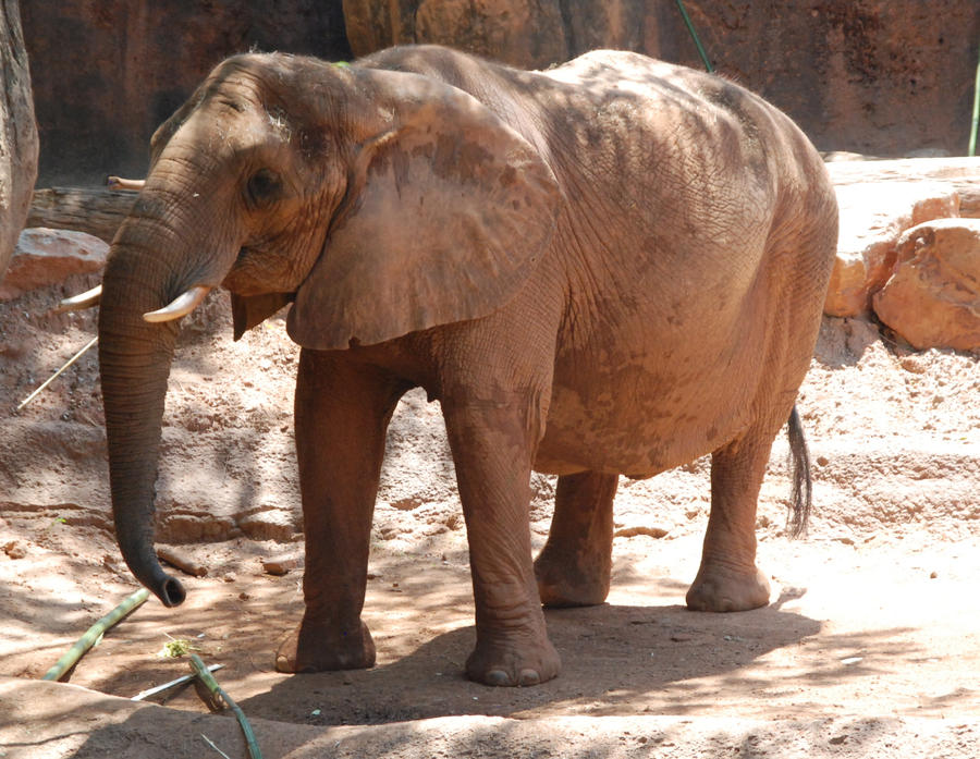 Loxodonta africana : African bush elephant 05