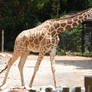 Giraffa camelopardalis : Giraffe 07