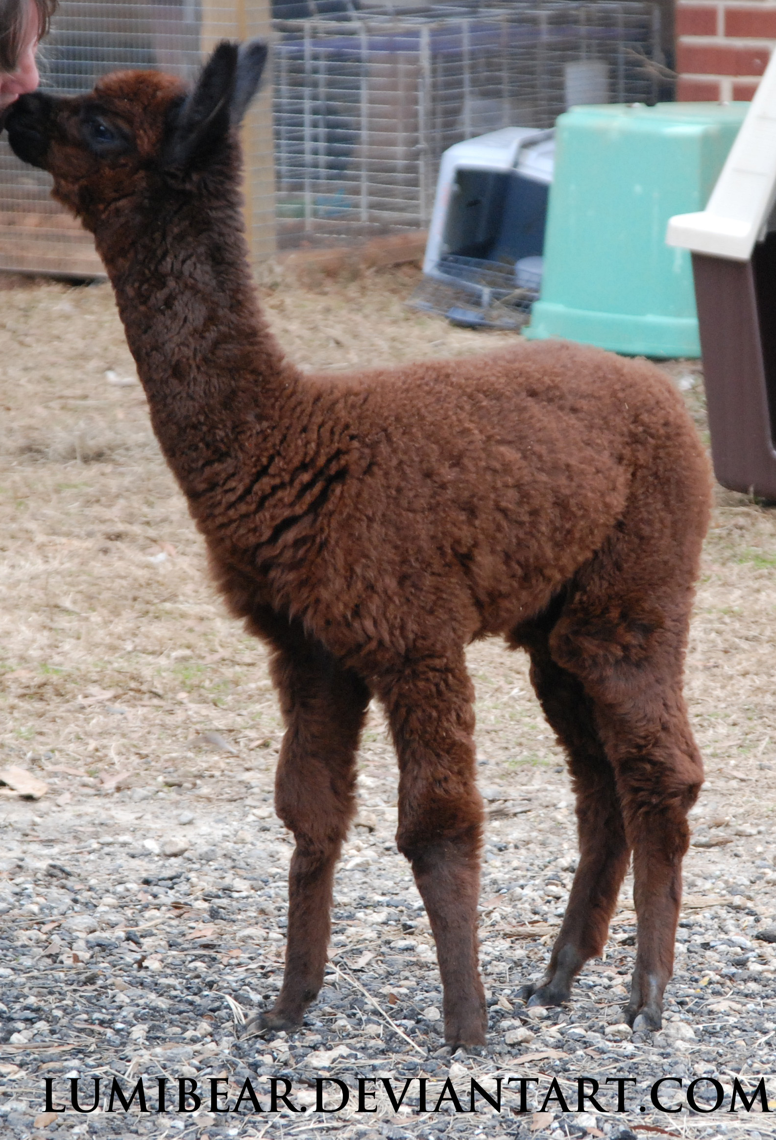 Vicugna pacos- Coco the Alpaca 3