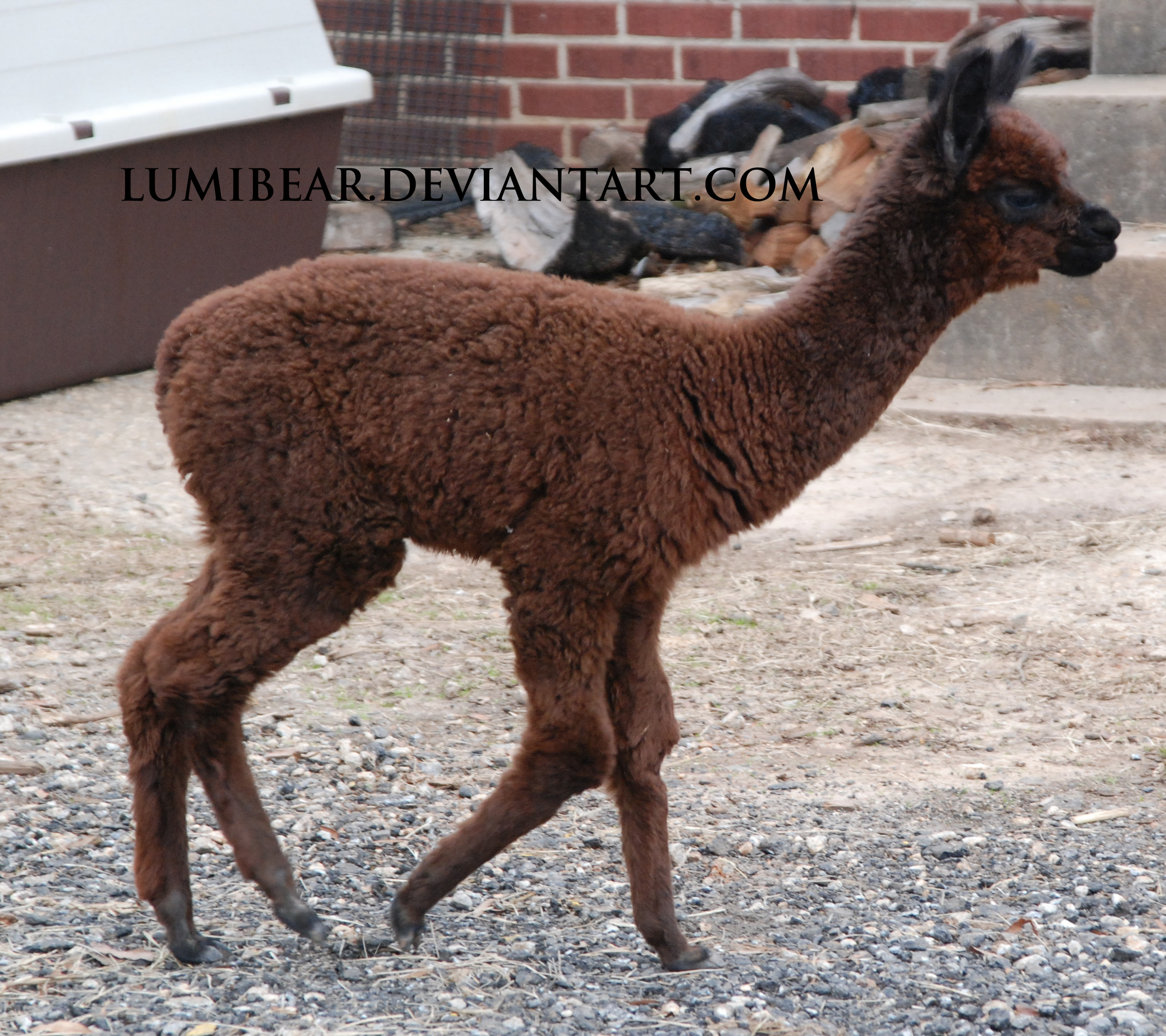 Vicugna pacos- Coco the Alpaca 4