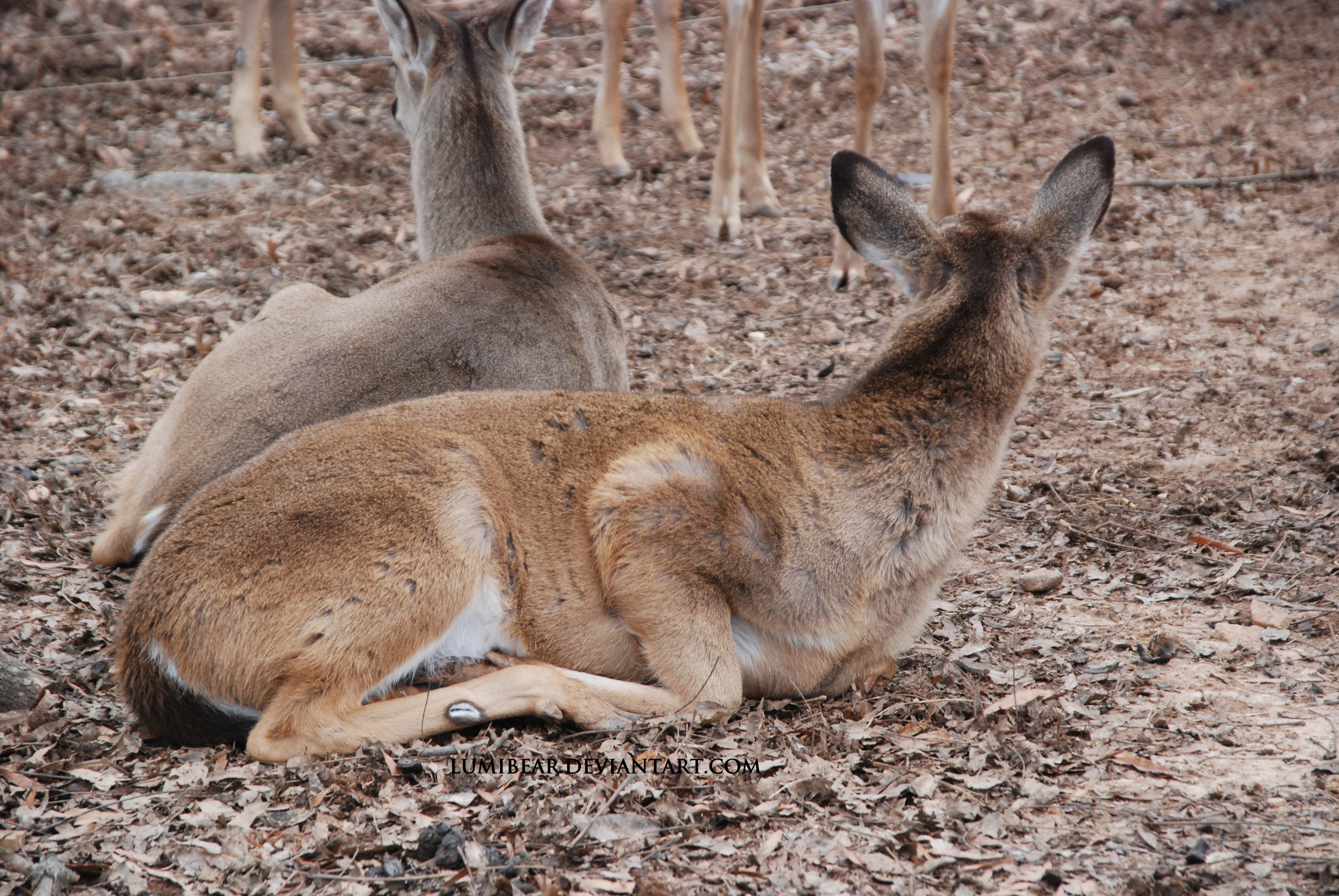 Odocoileus virginianus - White-tailed deer 5