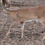 Odocoileus virginianus - White-tailed deer 20