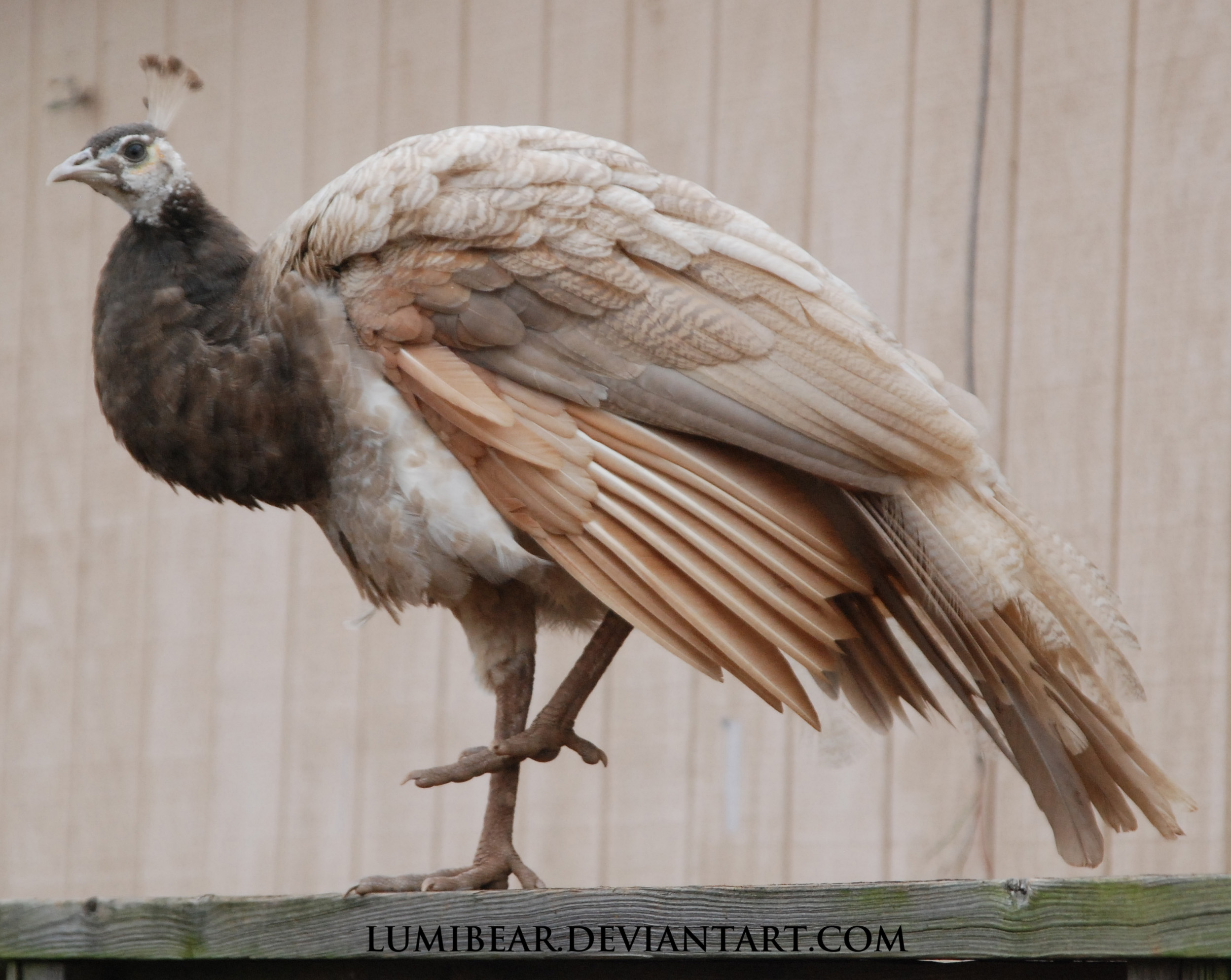 Pavo cristatus - Indian peafowl 26