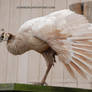 Pavo cristatus - Indian peafowl 50