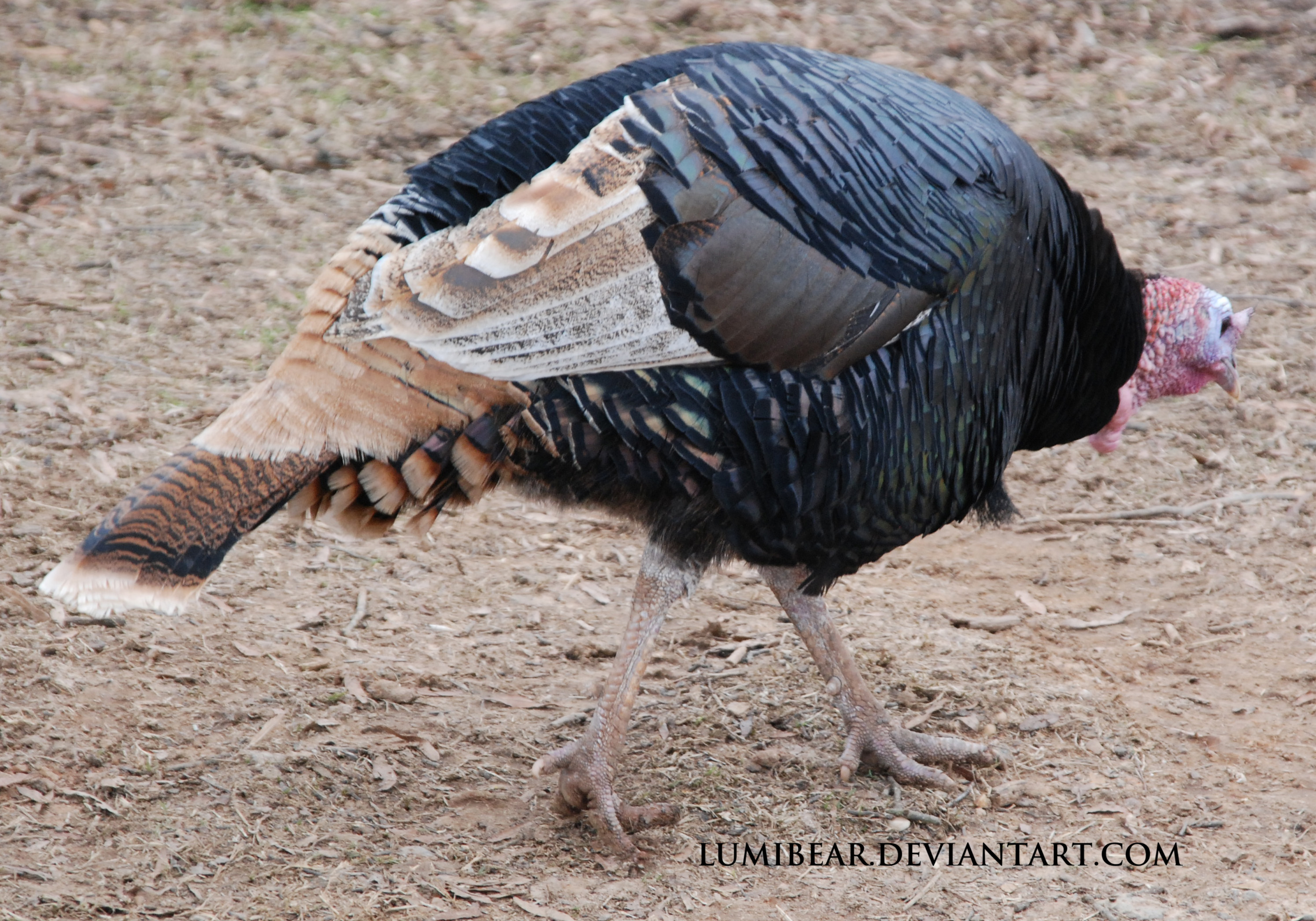 Meleagris gallopavo - Domestic turkey 5