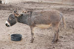 Equus africanus asinus - Donkey 2 by lumibear