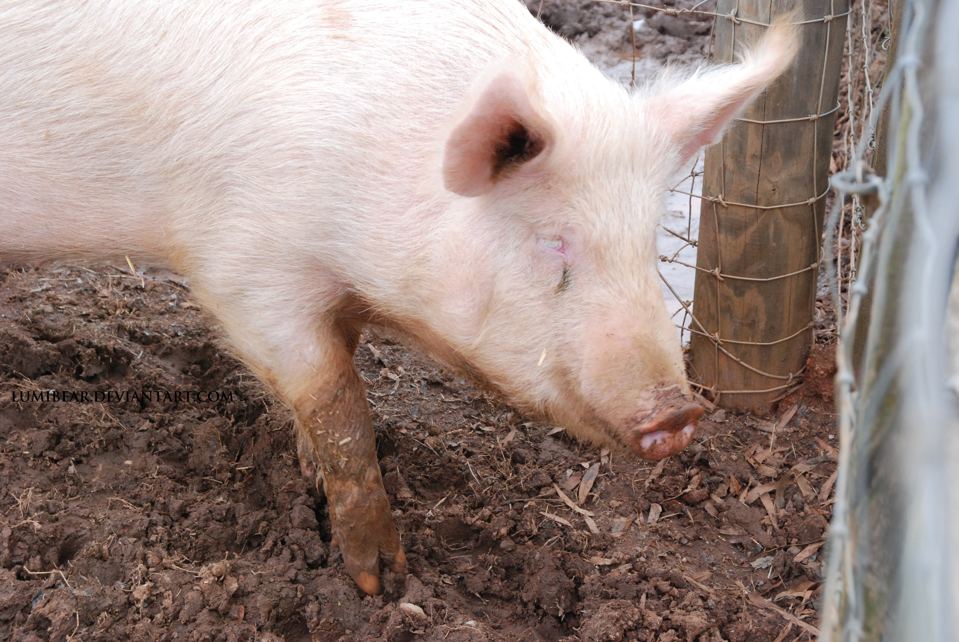 Sus scrofa domesticus - Domestic pig 6