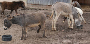 Equus africanus asinus - Donkey 11